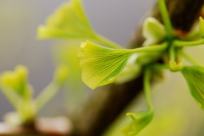Ginkgo biloba 'Pendula' - jinan dvoulaločný - list